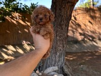 Sağlık Ve Irk Garantili Toy Poodle Yavrularımız 