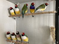 Gökkuşağı İspinozu