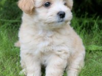 Maltipoo Safkan