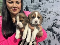 Sağlık ve ırk garantili beagle yavrularım