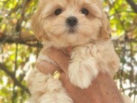 A kalite maltipoo yavru
