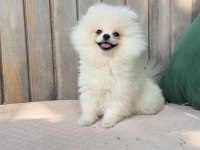 Baby Face Teacup Pomeranian Boo Yavrularımız