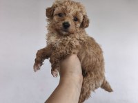 Maltipoo yavru köpekler