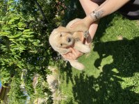 Golden Retriever Bebek Köpeklerim
