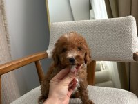 AŞILI WC EĞİTİMLİ TOY POODLE YAVRULAR