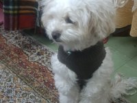 Maltipoo cinsi 5 yaşında dişi