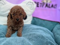 REDBROWN TOY POODLE BEBEKLER