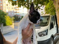 Evde bakılmış bulldog