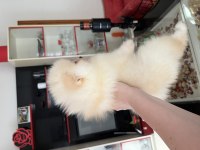 POMERANİAN BOO ERKEK KÖPEĞİMİZ