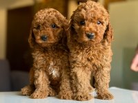 Çiftlikten Poodle Yavrularımız Dişi Ve Erkek