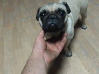 3 yaşında pug