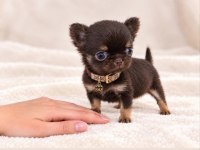 Safkan bir erkek chihuahua
