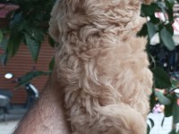 Toy poodle ayarında maltipoo bebekler