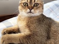 Scottish Fold Golden