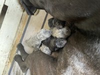 Cane Corso Yavruları