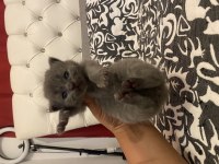Kendi kedimin bebekleri rezerve için açık