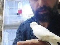 Albino sultan papağan el besleme bebek