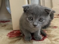 Scottish Fold yavrular