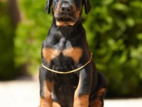 Doberman Türkiyenin Tek Kapıda Ödemeli Çiftliği