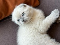 Scottish fold blue point