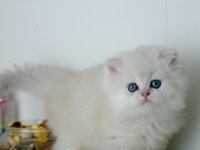 British Longhair Silver Top Kafa Yavrumuz