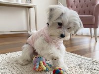 Eğitimli Hazır Morkie