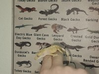 Yavru Crested Gecko