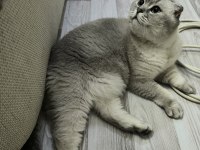 Ücretsiz SAHİPLENDİRME scottish fold kedimiz