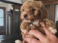 Kilo ve ırk garantili ticap maltipoo bebekler