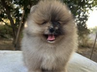 Merle Pomeranian Boo