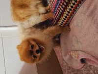 Pomeranian spitz