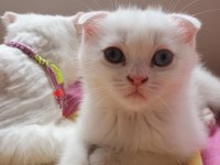 Pamuk scottish fold oğlum