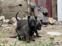 Son üç yavru malinois yer kmaraş