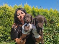 Sağlık ve ırk garantili labrador yavrularım