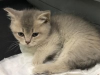 Acil british shorthair yavrumuza yuva aranıyor
