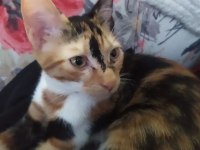Sevgi dolu tortoiseshell yavru kedi yuva arıyor