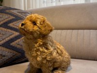 Kore Poodle Yavru