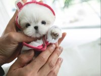 Korea Maltese terrier cep boy