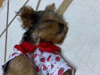 Üç aylık yavru yorkshire terrier