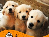 Golden Retriever (Baby Face)