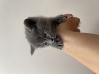 10 Haziran Doğumlu British Shorthair Güzellik