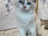 ŞECERELİ ANNE VE BABADAN SAFKAN RAGDOLL YAVRULAR