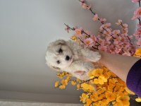Maltese terrier yavrum