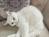 Beyaz tüylü mavi gözlü british shorthair