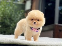 Yavru Pomeranian Boolarımız