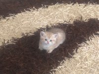 Çok tatlı 2 adet scottish fold 1 adet british kediler