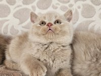 FAWN RENK BRİTİSH SHORTHAİR YAVRULARIMIZ