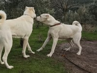 Akbaş yavrular sahiplendirilecektir