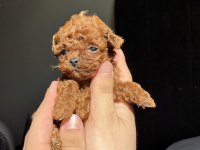 EV ORTAMINDA BÜYÜYEN TOY POODLE BEBEKLER