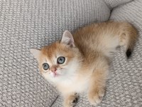 Safkan british golden shorthair yavrular